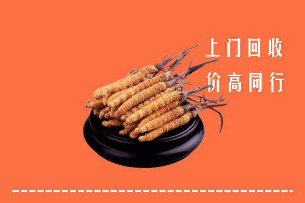 附近收购：云浮市新兴冬虫夏草回收多少钱每克