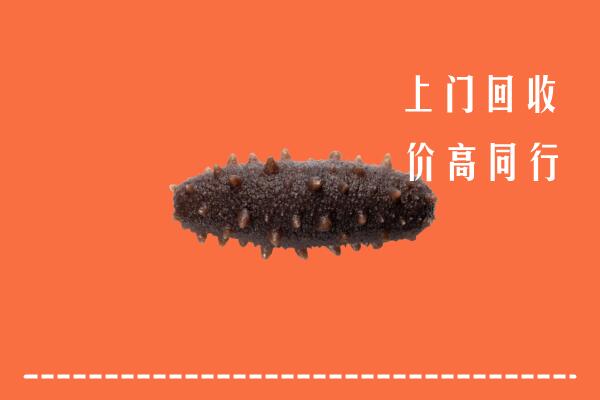 云浮市新兴回收海参